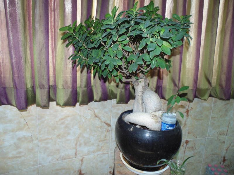 آلبوم  مرحوم منوچهر معارف